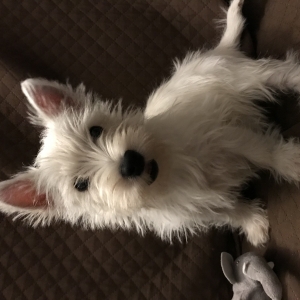 Scott, de West Highland White Terrier (Westie)