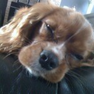 Scott, notre Cavalier King Charles
