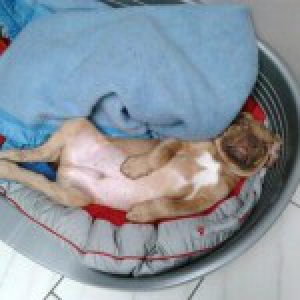 Shadow, le Dogue de Bordeaux