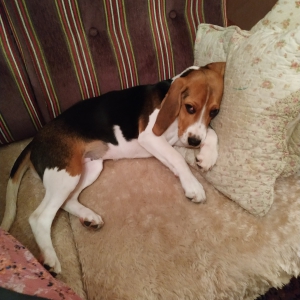 Shasta, de Beagle