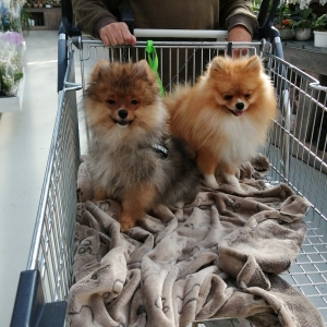 Sherlock, de Spitz/Spitz Nain/Loulou de Pom&eacute;ranie