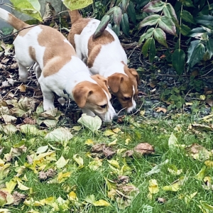 Shiro et shiva, de Jack Russell
