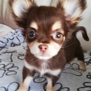 SIEN, de Chihuahua