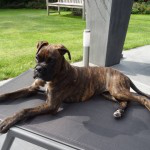 Simba, de Boxer