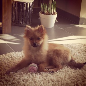 Simba, de Dwergkees A