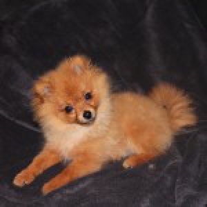 Simba, de Dwergkees D