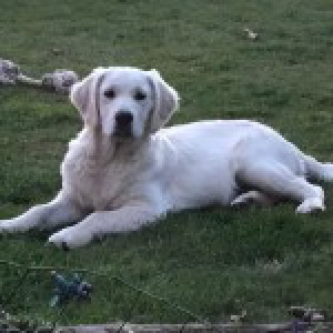 Sky, de Golden Retriever