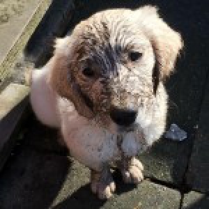 Sky, de Golden Retriever