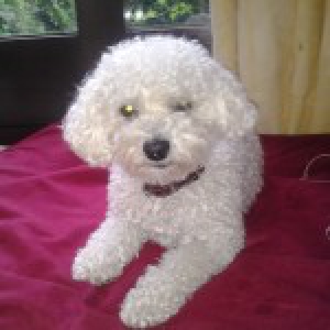 Sloeberke, de Bichon fris&eacute;
