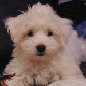 Snowy, de Maltezer
