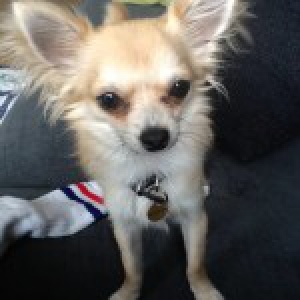 Sparow, le Chihuahua