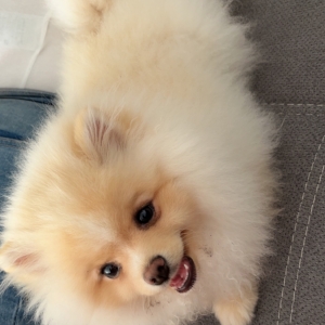 Starky, de Dwergkees / Keeshond / Pomeriaan