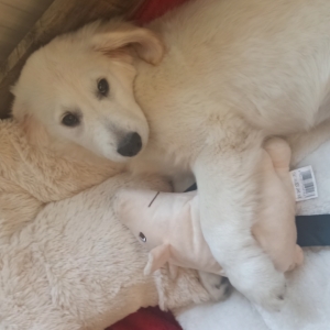 Stefy, de Golden Retriever