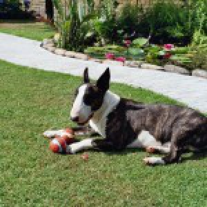 Sticha, onze Bull Terrier