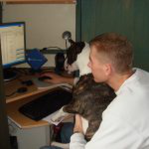 Sticha, onze Bull Terrier