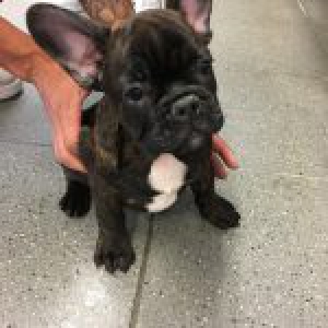 Stitch, de Franse Bulldog