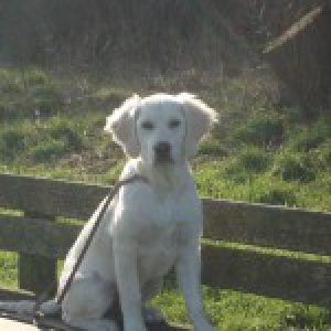 Strike, de Golden Retriever