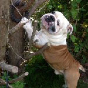 Suchi, le Bouledogue Anglais
