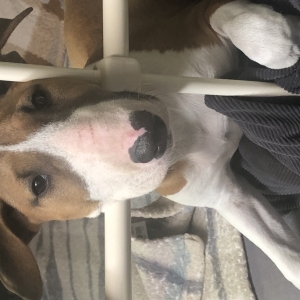 Suzane, de Bull Terrier