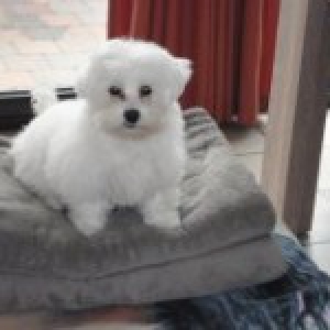 Swiffer, de Maltezer