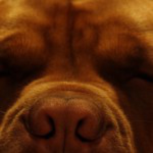 Teejay, de Bordeaux Dog A