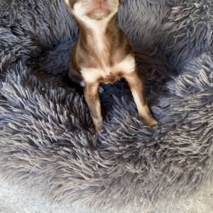 Tiny, de Chihuahua