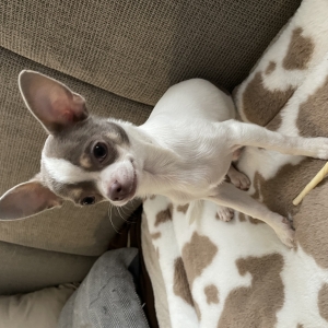Tobi, de Chihuahua