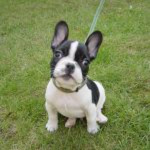 Tobi, de Franse Bulldog