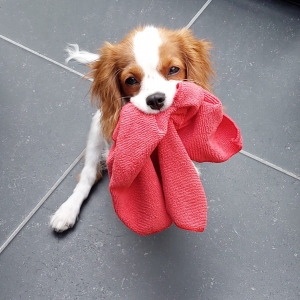Toby, de Cavalier King Charles Spani&euml;l