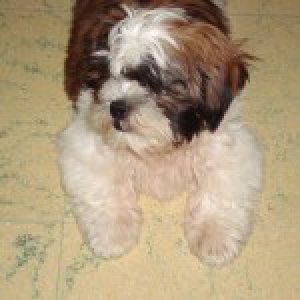 Toby, de Shih Tzu