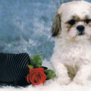 Toby, de Shih Tzu