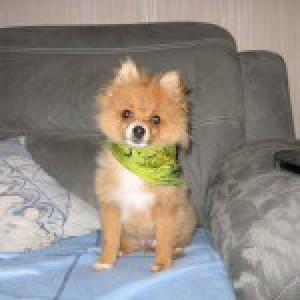 Tr&eacute;sors, le Spitz