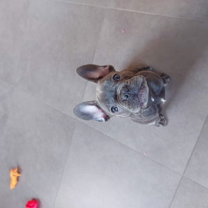 Triene(ke), de Franse Bulldog