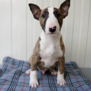 Tyson, de Bull Terrier