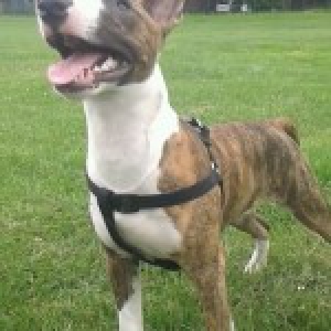 Tyson, de Bull Terrier