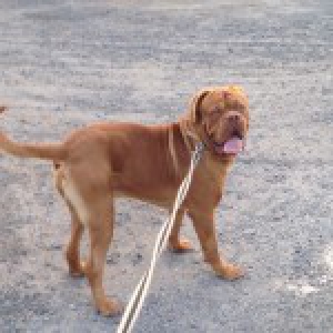 Tyson, le Dogue de Bordeaux