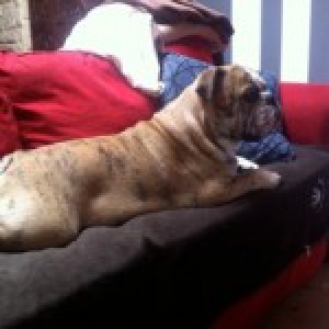 Tyson, notre Bouledogue Anglais