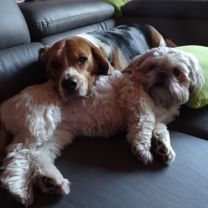 Vanille, le Shih Tzu