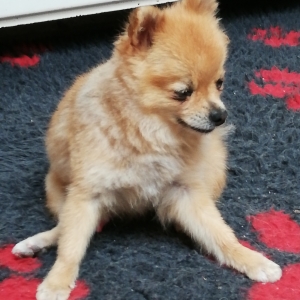 VICO, de Dwergkees / Keeshond / Pomeriaan