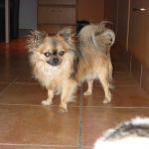Waldo, onze Chihuahua
