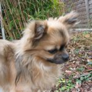 Waldo, onze Chihuahua