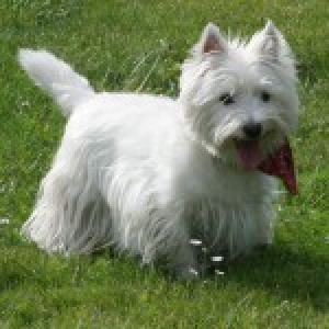 West Highland Terrier Vickie
