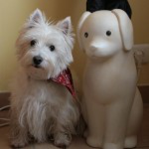 West Highland Terrier Vickie
