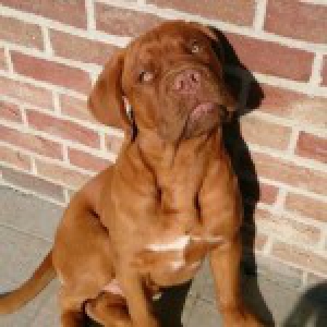 Willie, de Bordeaux Dog