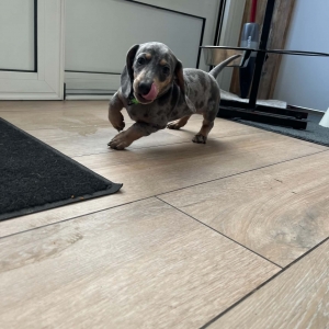 Winnie, de Teckel