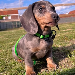 Winnie, de Teckel