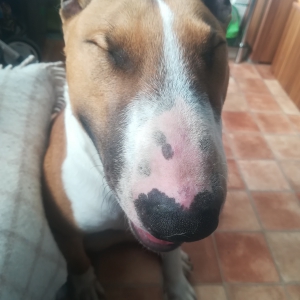 Wyatt, de Bull Terri&euml;r