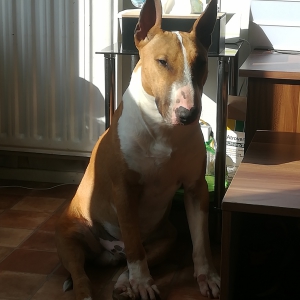 Wyatt, de Bull Terri&euml;r