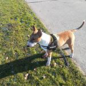 Wyatt, le Bull Terrier