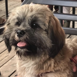 Yana en Mona, de Lhasa Apso